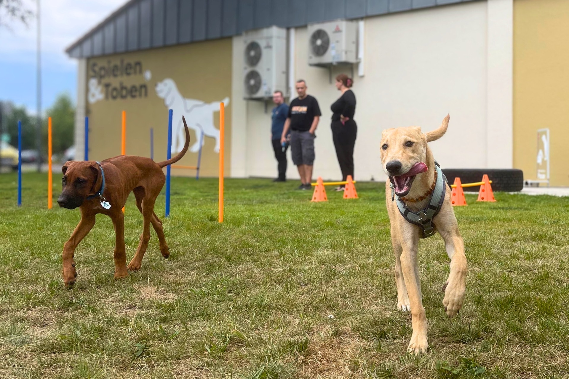 Hunde spielen auf neuem ZOO & Co. Spielplatz auf der Wiese